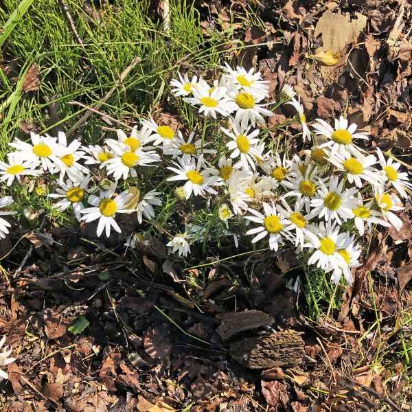 Tripleurospermum maritimum subpolare Fi Sør-Varanger Elvenes 2021.08 1 R.Elven a